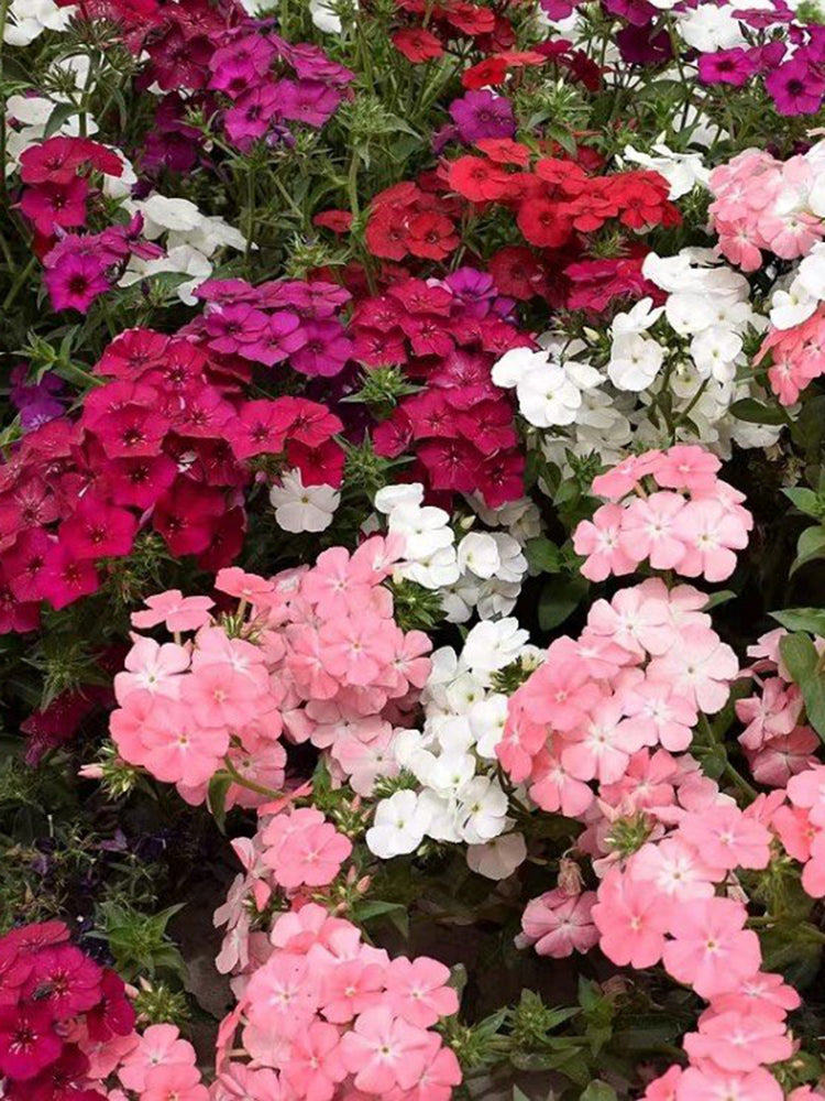 Phlox (Mixed Colors)