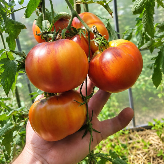 566 Rose Gold F5 Tomato