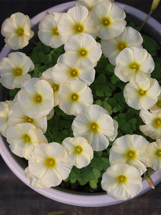 Oxalis obtusa Series Bulb - 'Iceberg'