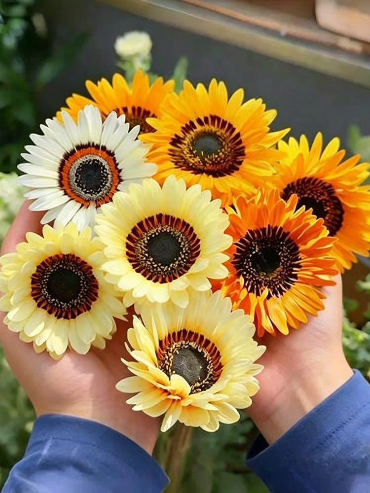 Double Cape Daisy Mixed Colors