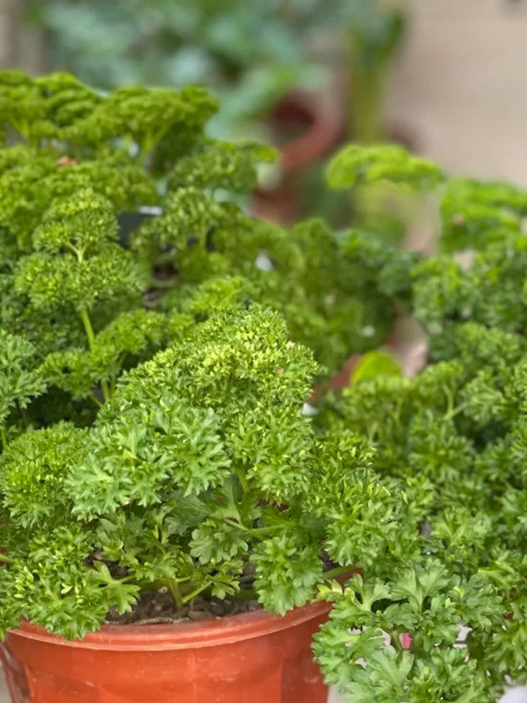 Curly Leaf Parsley
