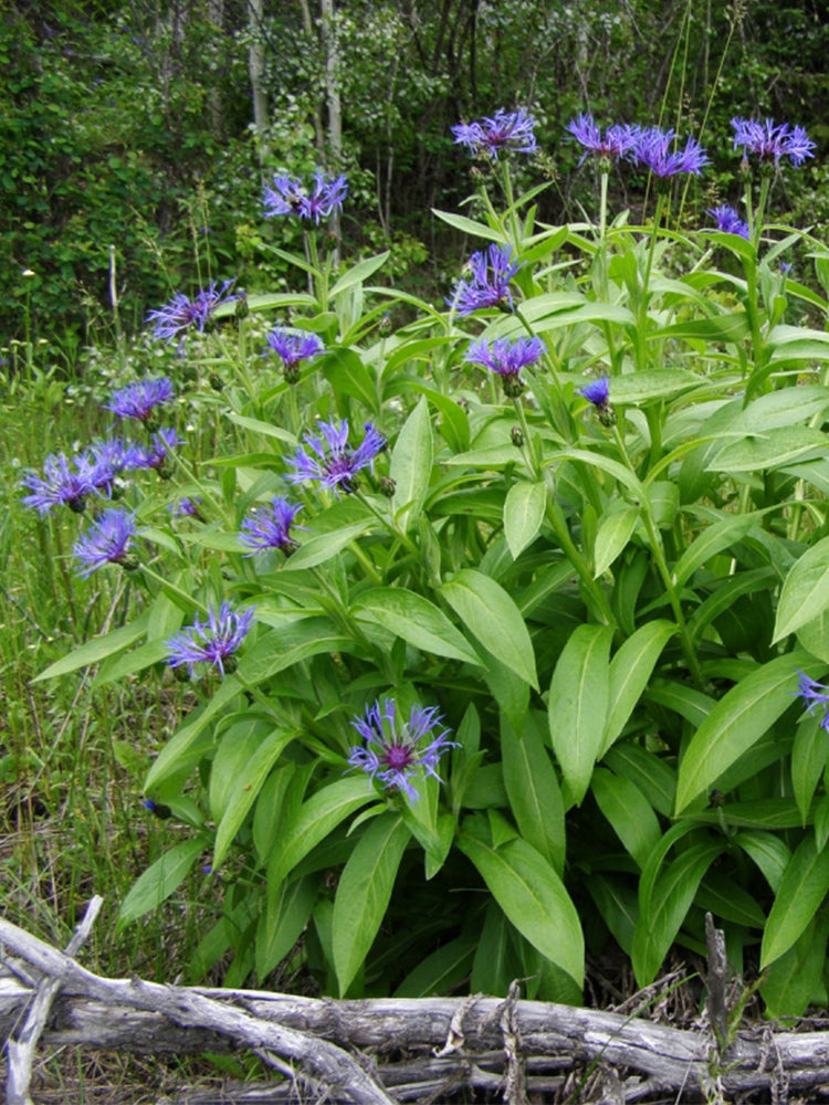 Mountain Bluet