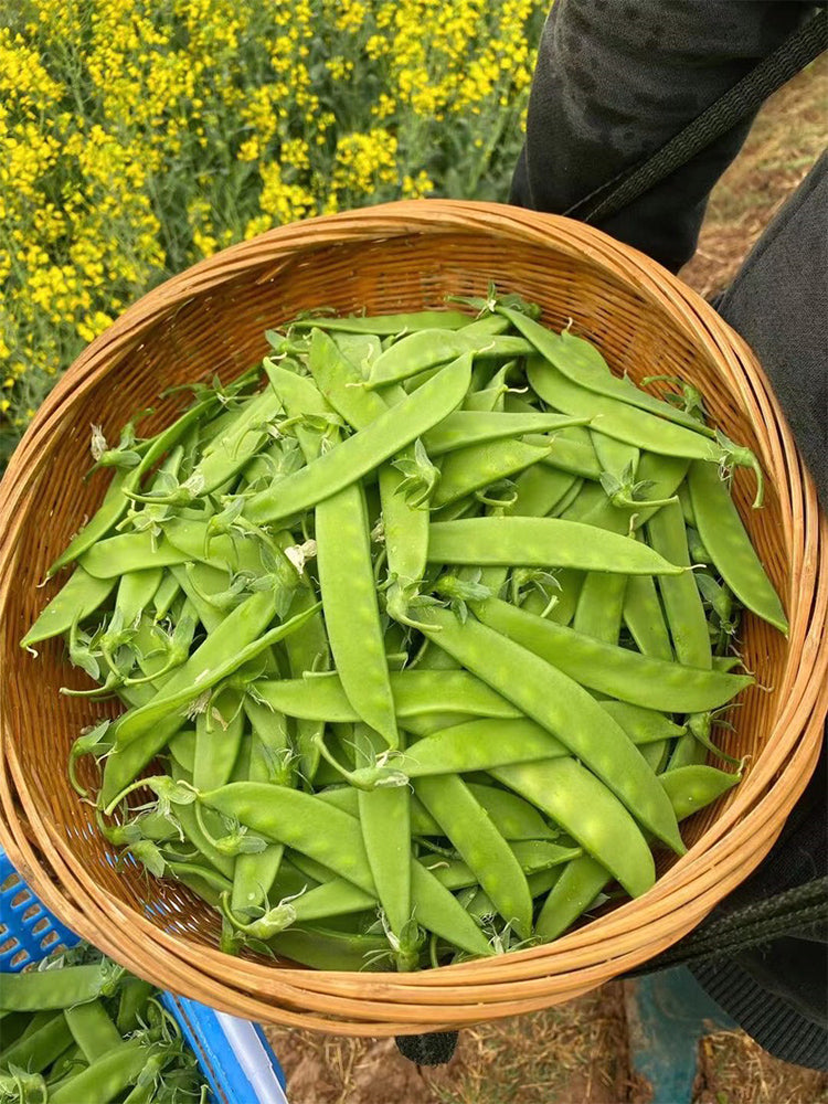 'Cuibao 616' Snow Pea