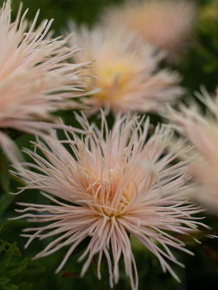 Aster 'Valkyrie Brunhilde Chamois'