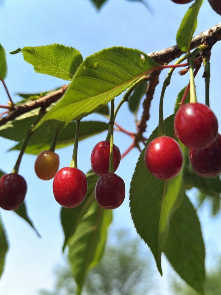 Wild Cherry Rootstock