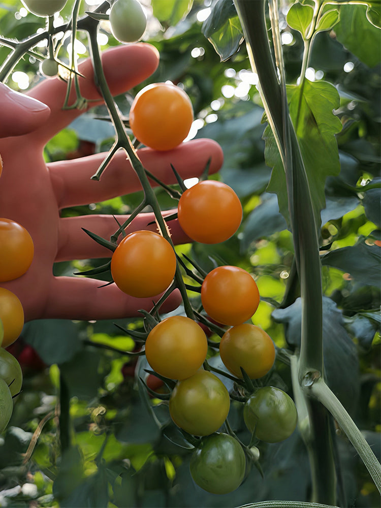 Charlotte Cherry Tomato