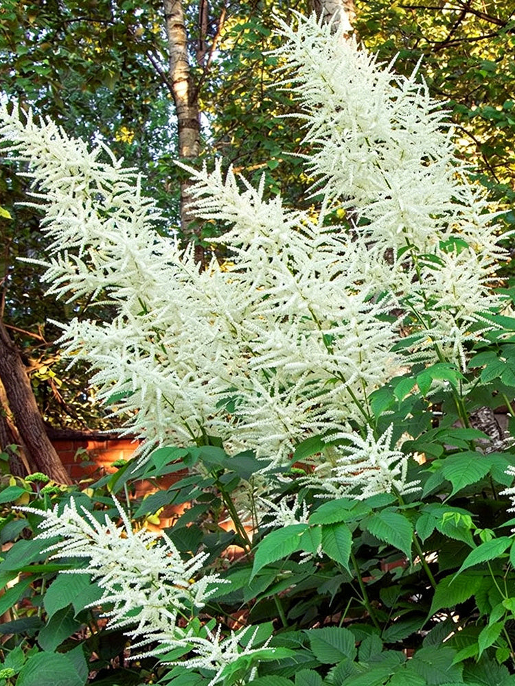 Goat's Beard