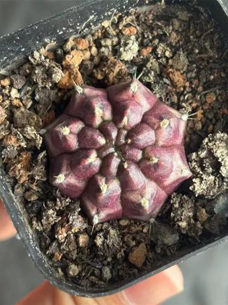 Gymnocalycium mihanovichii 'Day Dream'