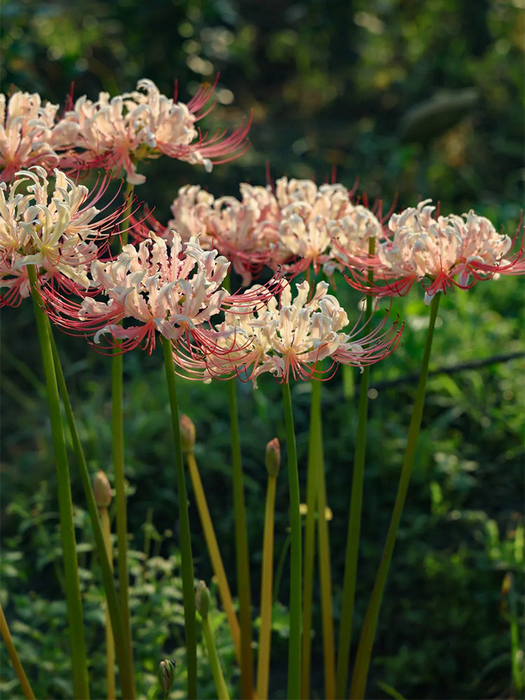 Lycoris squamigera 'White Chunxiao'