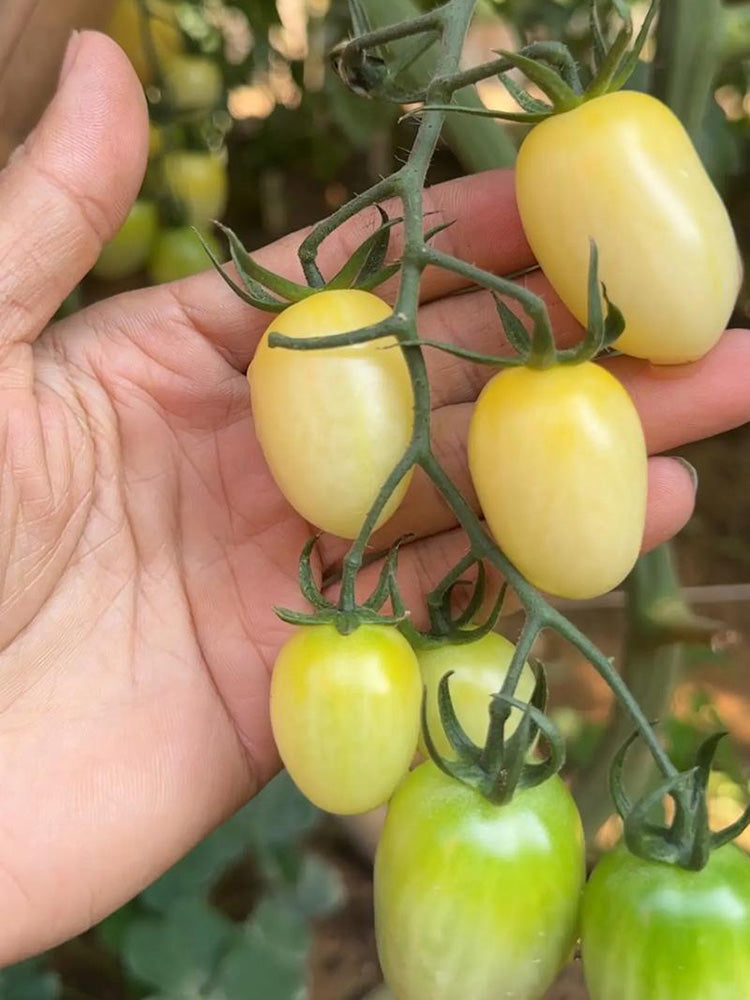 White Jade Cherry Tomato