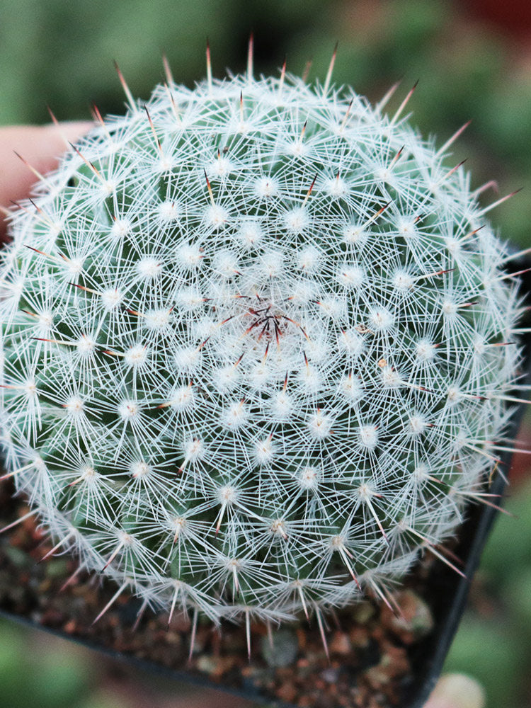 Mammillaria hahniana