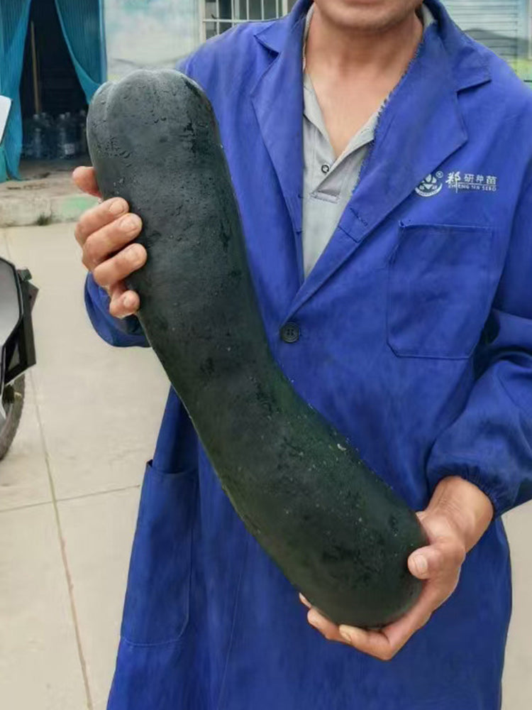 Zhengqing No.1 Black-skinned Pumpkin