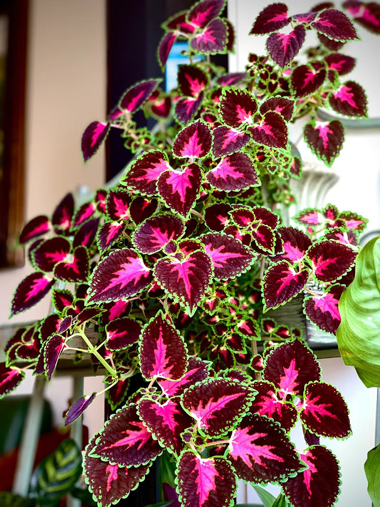 Garden Coleus Mixed