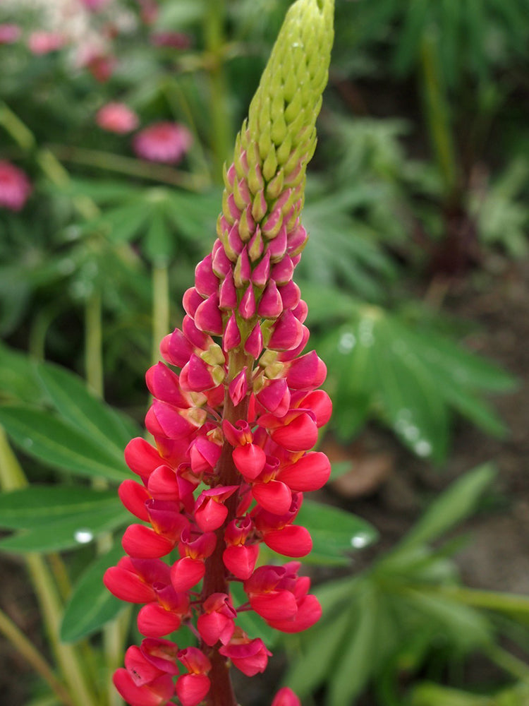 Red Lupin