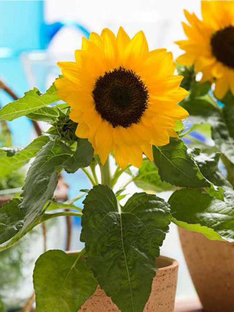 Bonsai Sunflowers