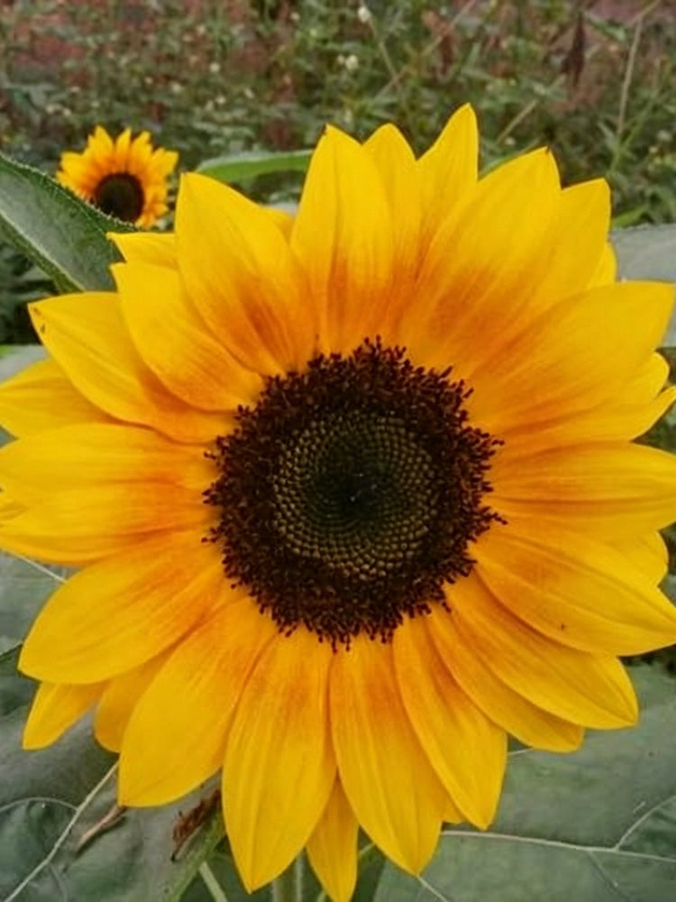 Copper Queen Sunflower