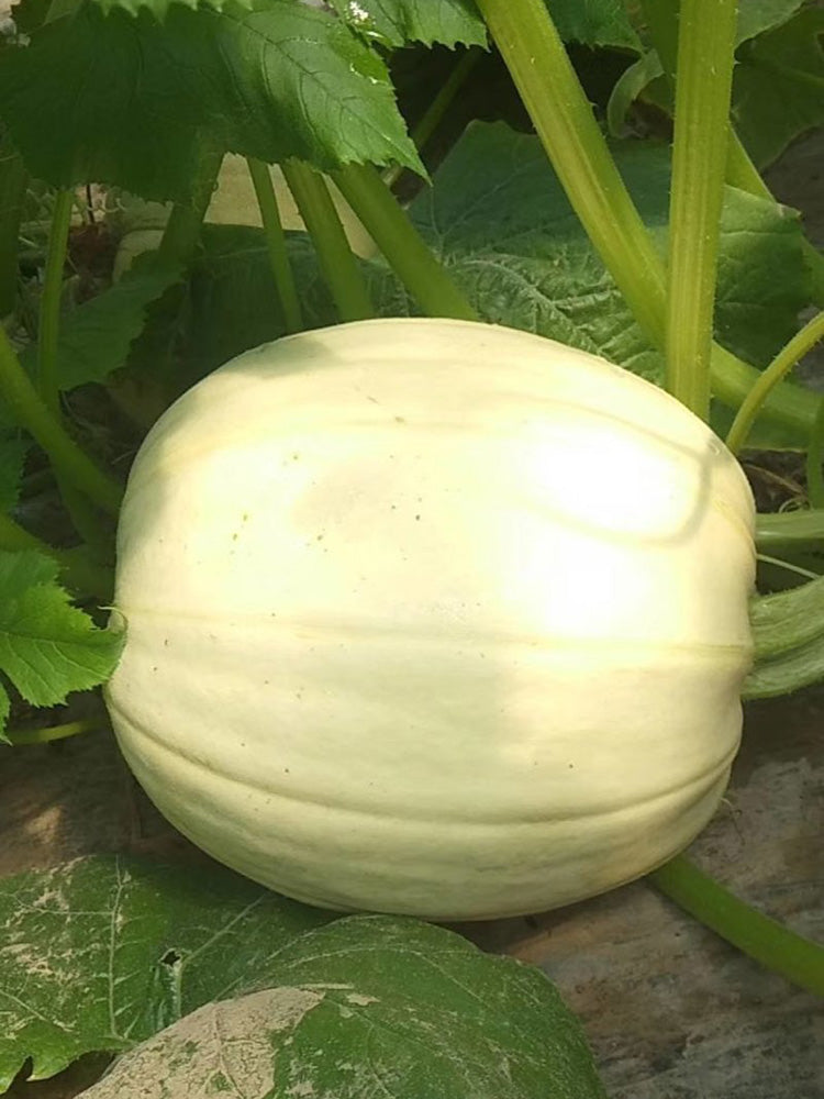 Golden Thread Squash
