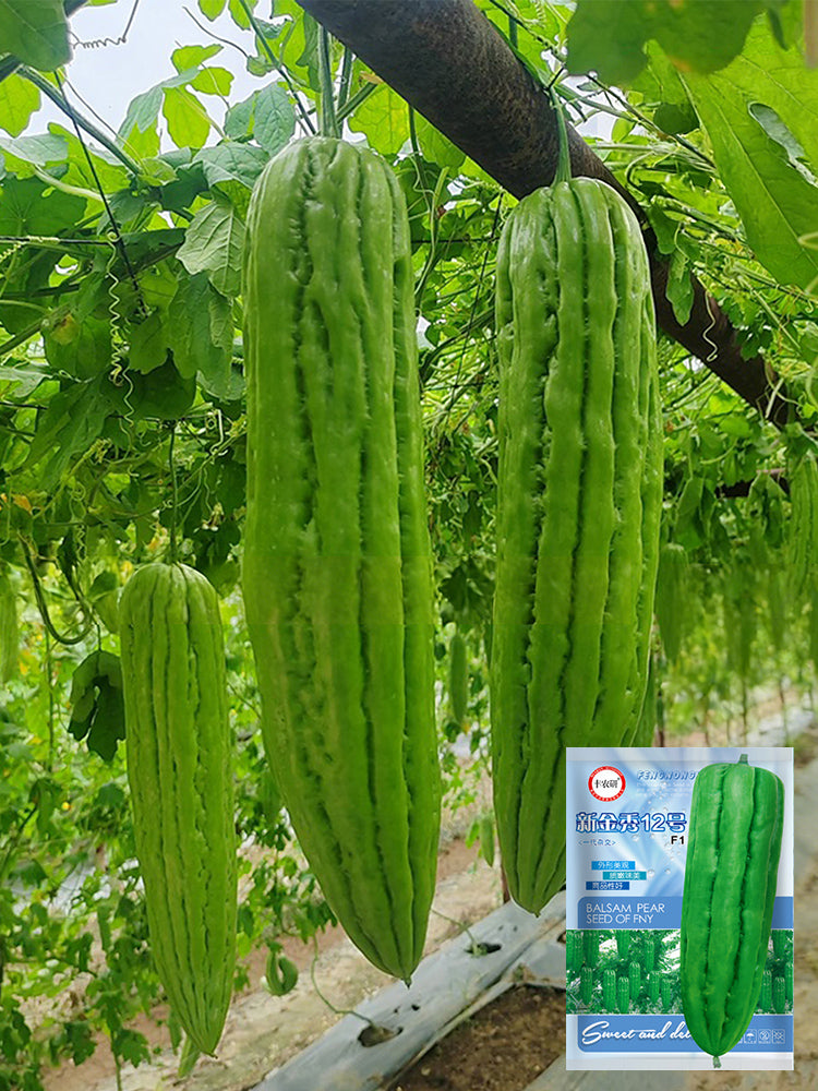 'Xinjinxiu No.12' Bitter Melon