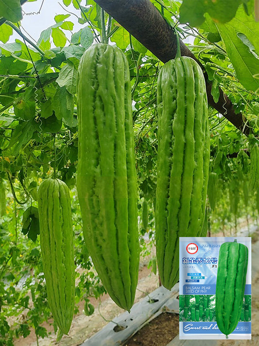 'Xinjinxiu No.12' Bitter Melon