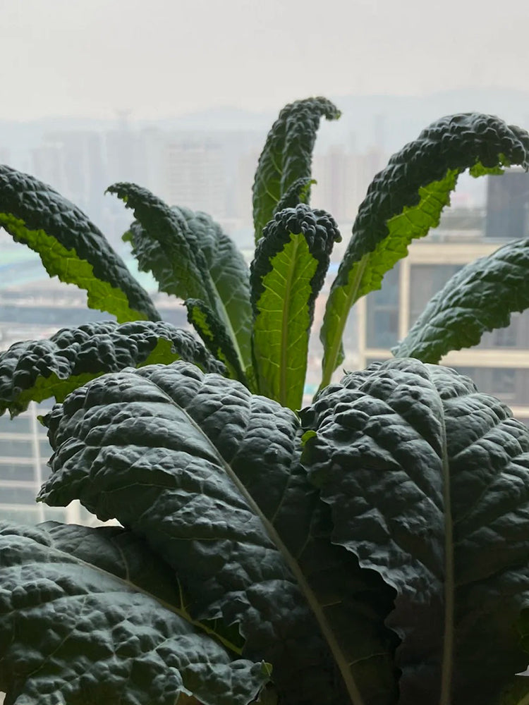 Dinosaur Kale