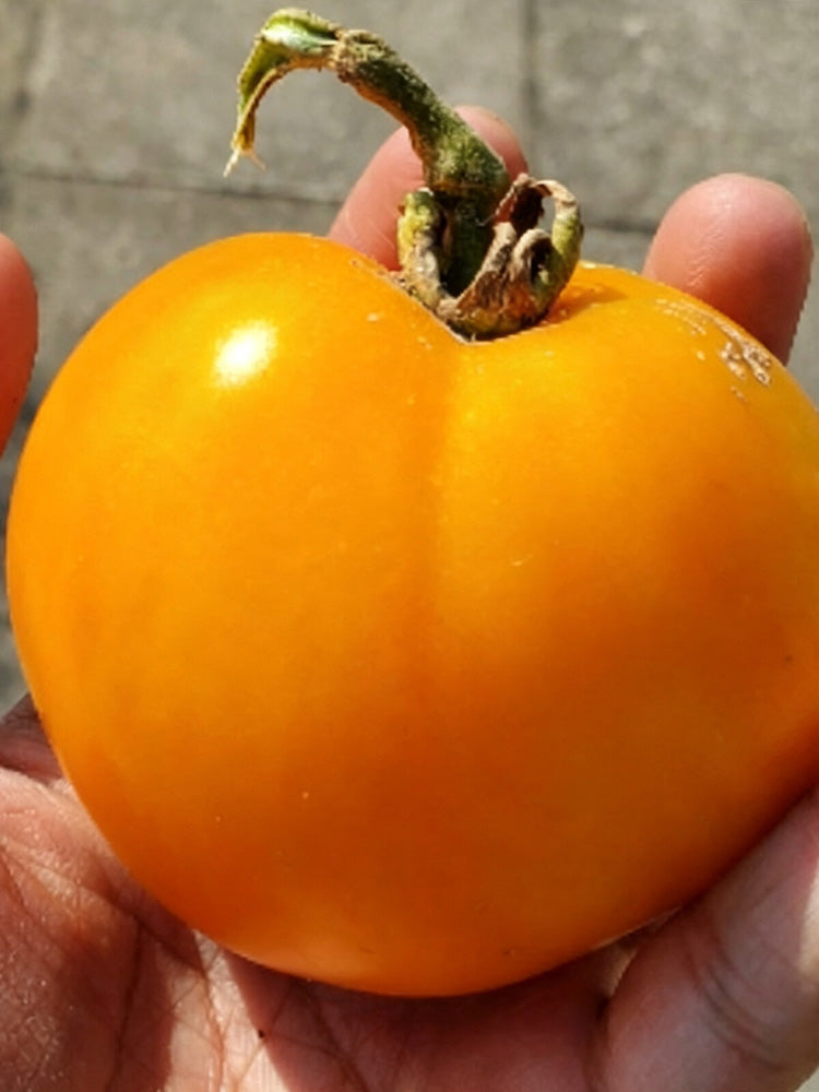 Amish Gold Tomato