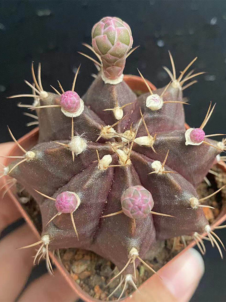 Gymnocalycium mihanovichii 'Hibotan Purple'
