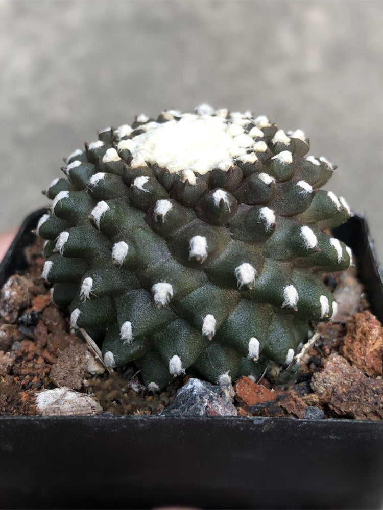 Copiapoa tenuissima f. monstruosa