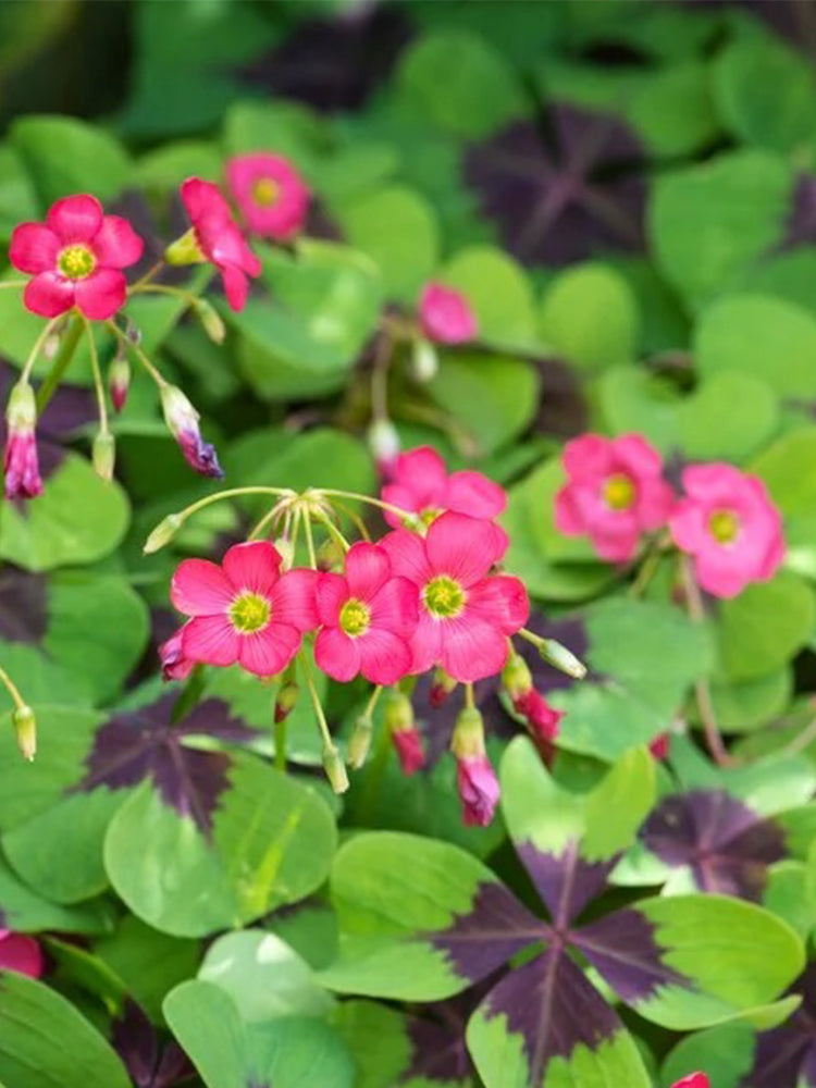 Oxalis tetraphylla 'Iron Cross'