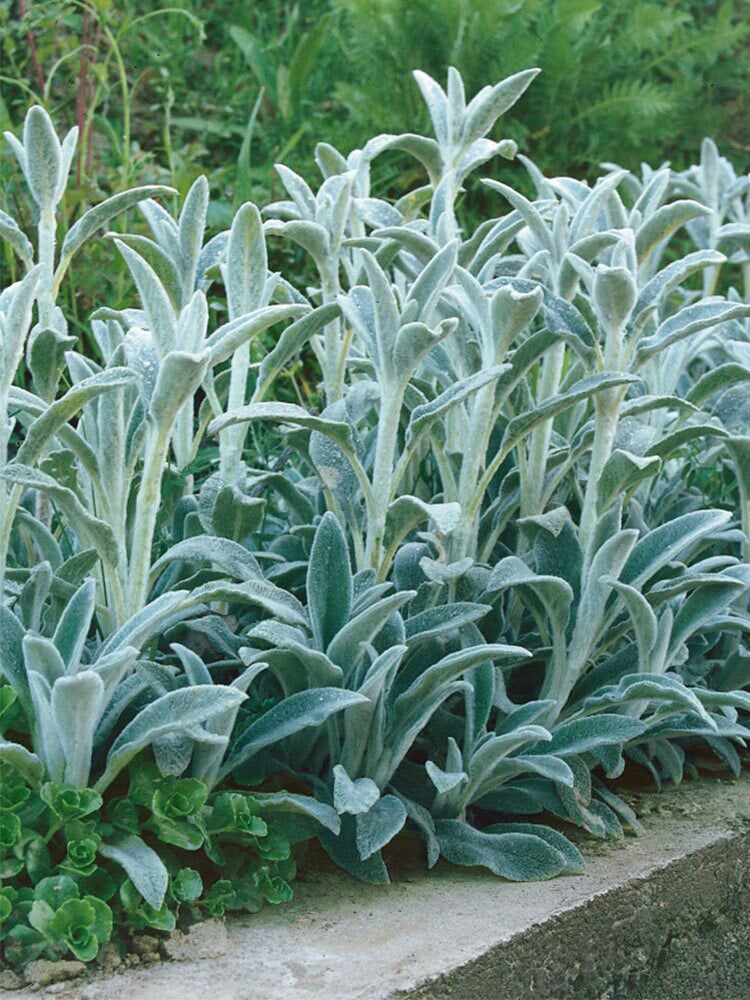 Lamb's Ear