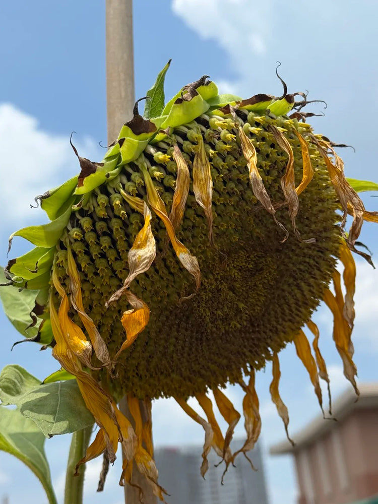 Large-seeded Edible Sunflower