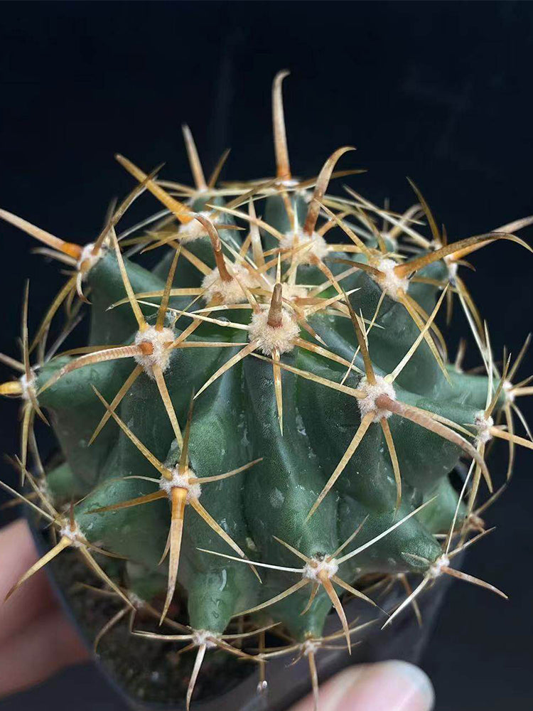 Ferocactus peninsulae