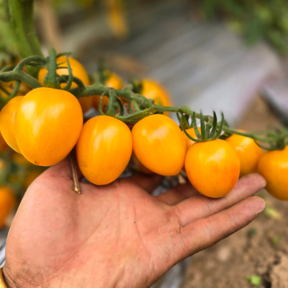 759 Tennessee Surprise Yellow Cream Oval Tomato