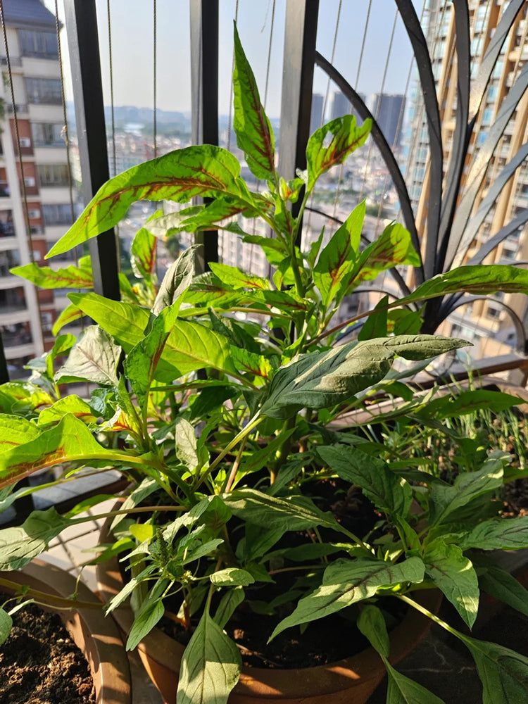 Willow-Leaf Red Amaranth