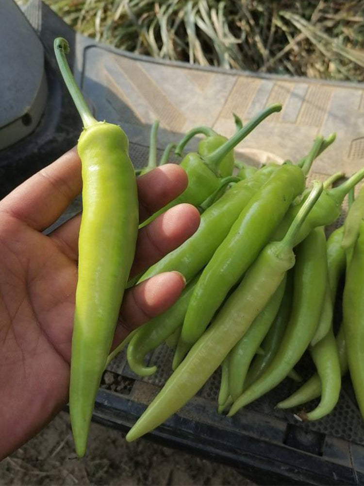 Guangxi White Jade Chili