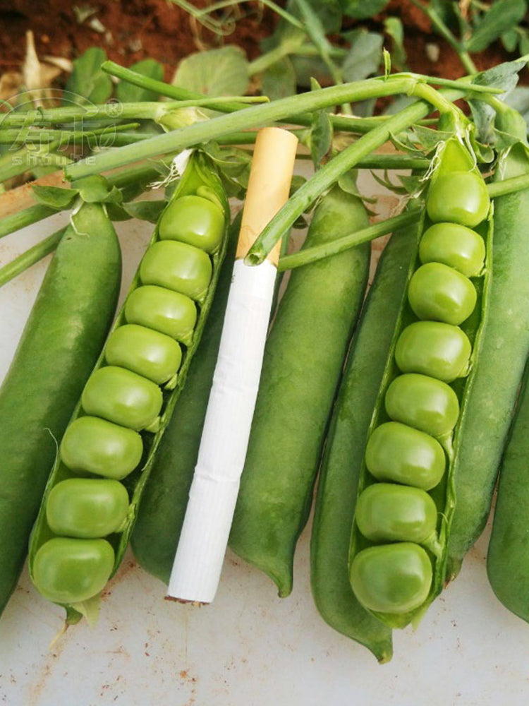 Edible Green Pea