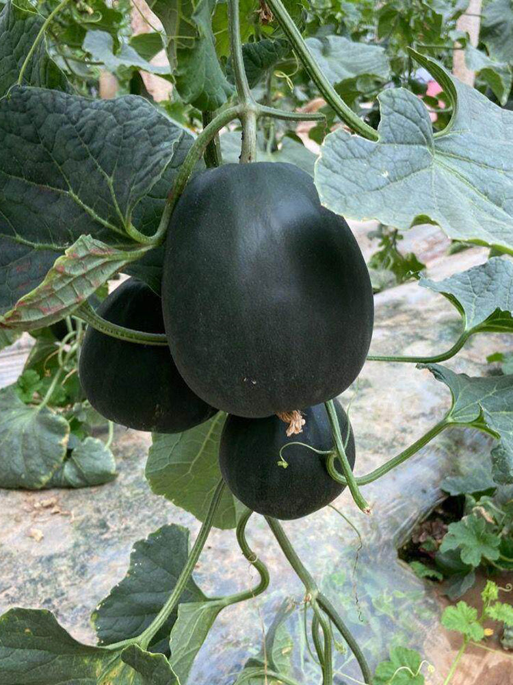 Sweet Mealy Black Skin Melon