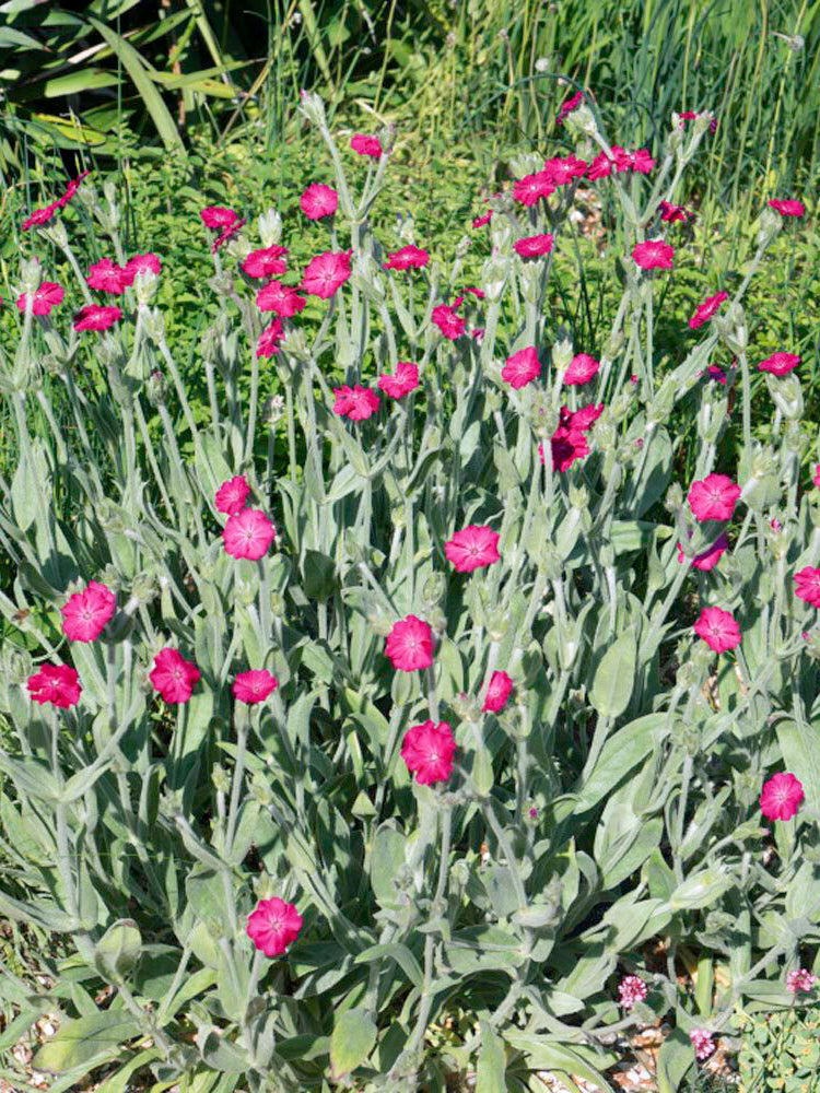 Red Flowered Rose Campion