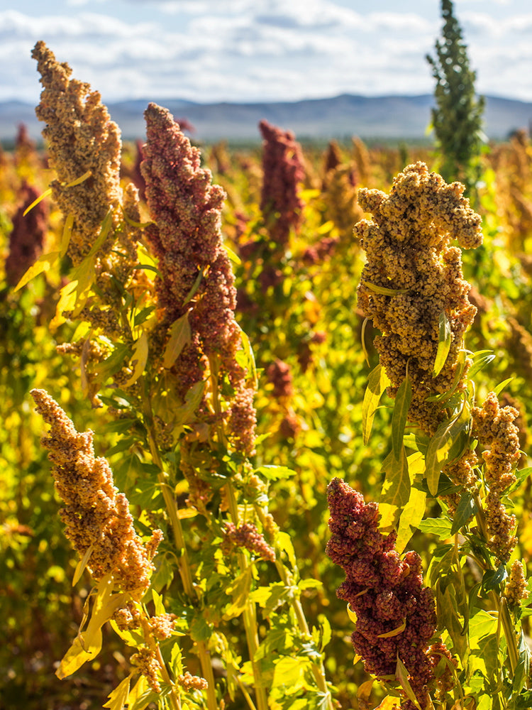 Tri-Color Quinoa