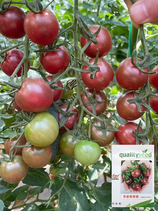 Dream Purple Cherry Tomato