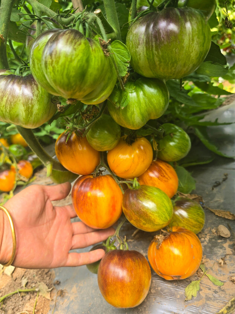 918 Orange Caramel Tomato