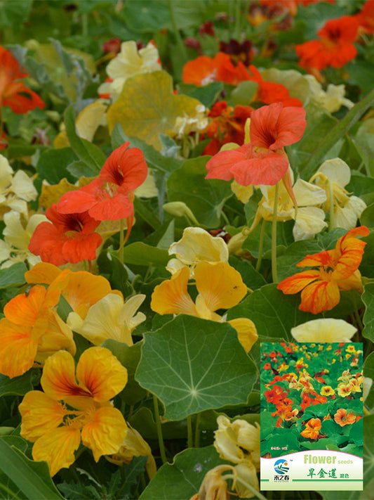 Hezhichun Mixed Color Nasturtium
