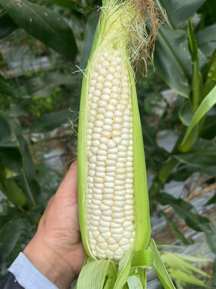Huanuo No.2 Waxy Corn