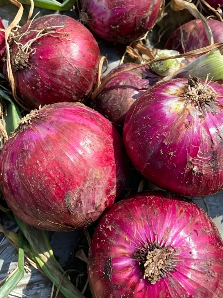 Zilu No.3 Purple Onion