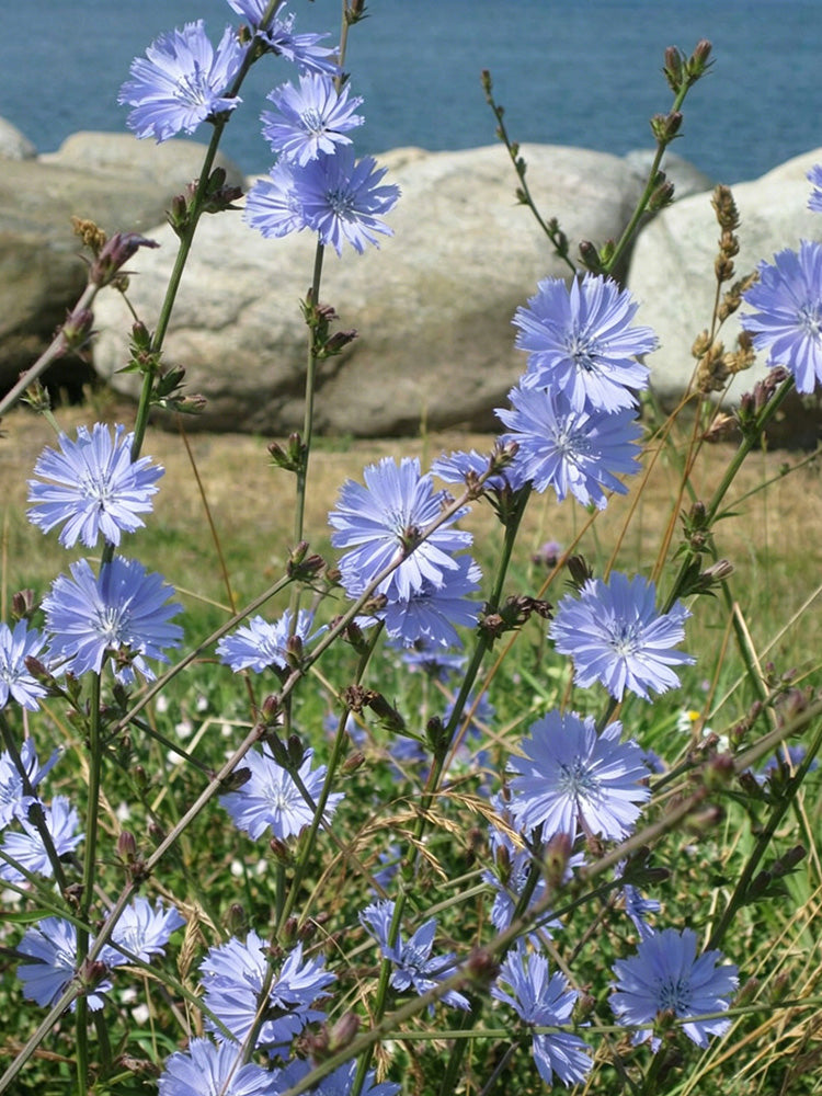 Coffee Chicory