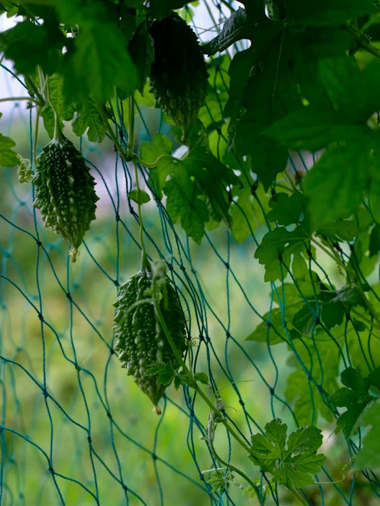 'Hei Wawa' Small Spiny Black Bitter Melon