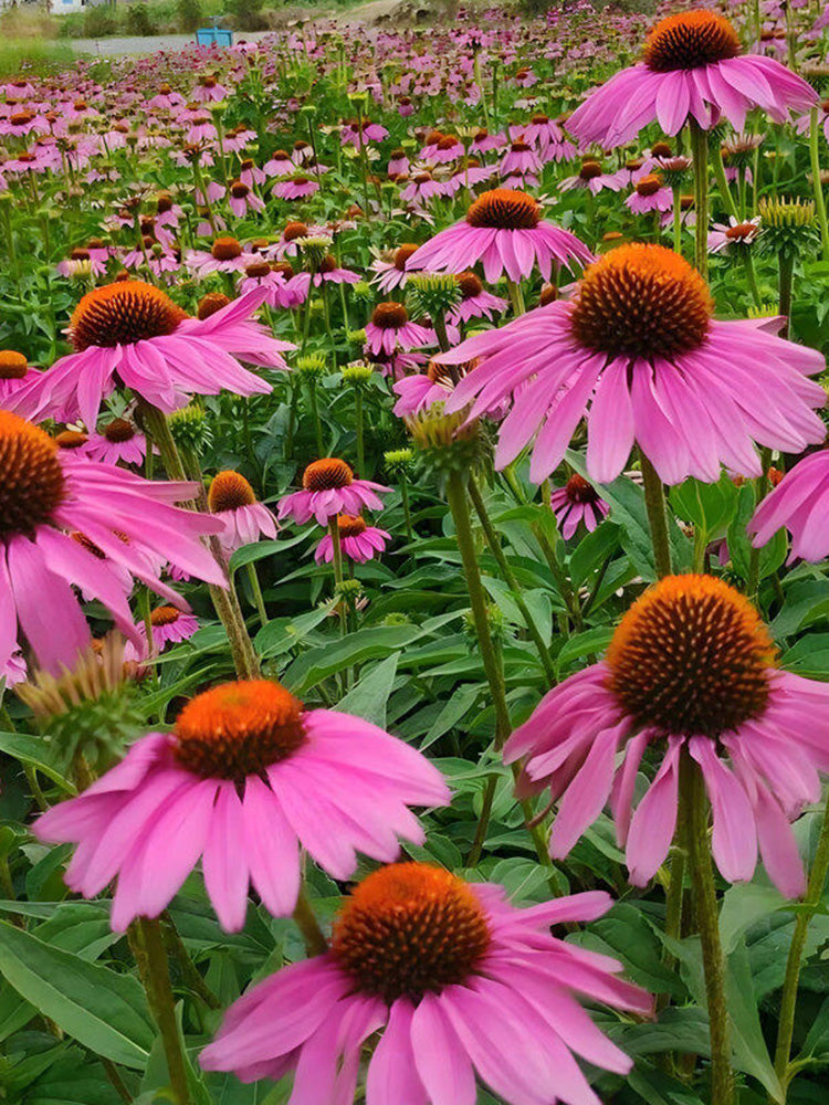 Purple Coneflower