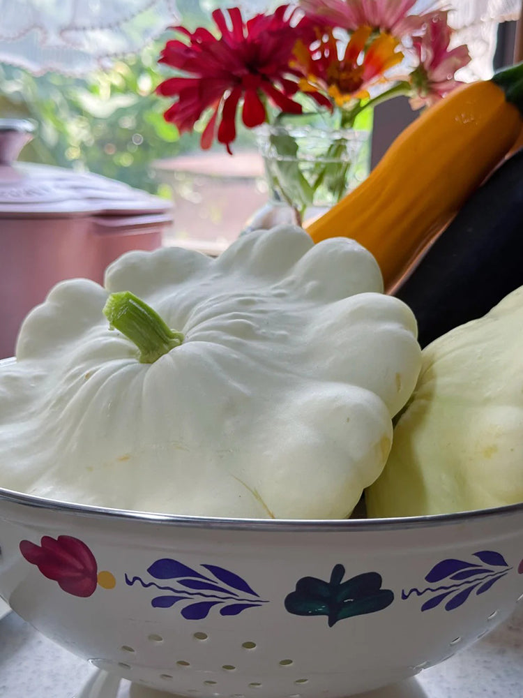 'White Flying Saucer' Gourd