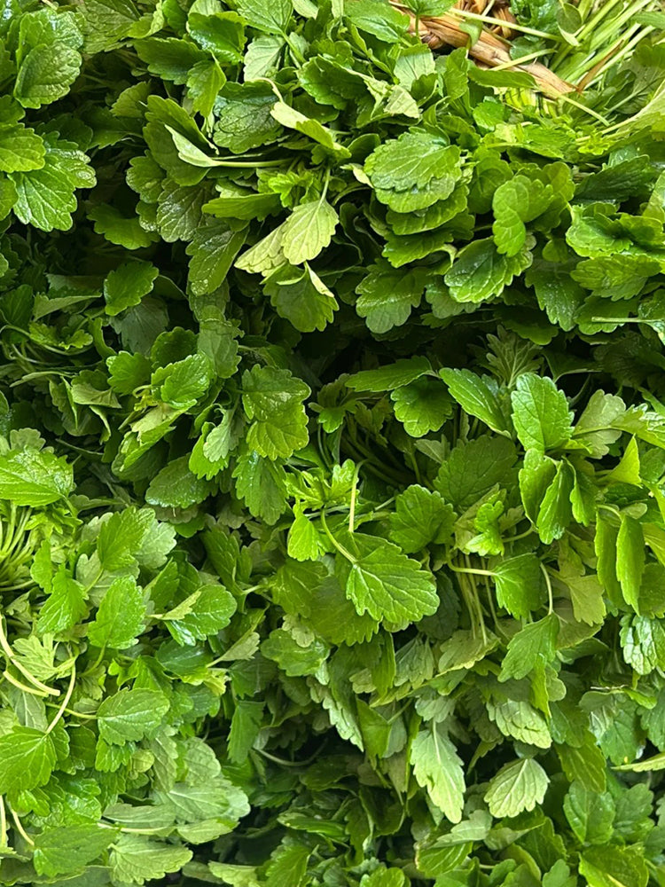 'Jiemei' Improved Motherwort