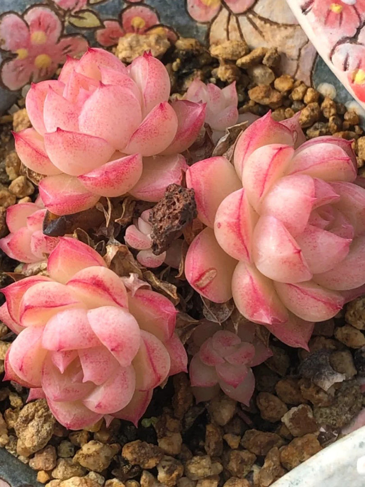 Echeveria cv. 'Red Queen'