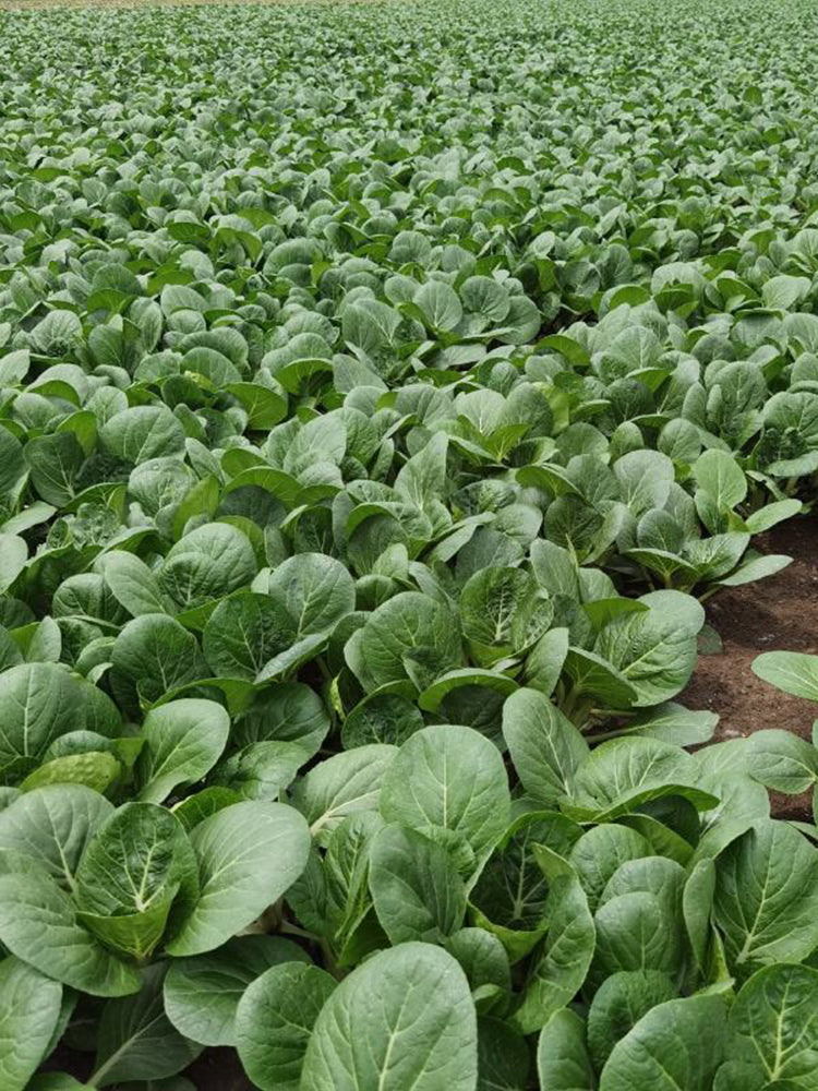 Golden Beauty Black Leaf Bok Choy